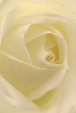 The close focus of this photograph immerses you in the gentle heart of a cream-white rose, its spiralled petals whispering promises of peace and reflection. The bloom's texture is delicate as morning dew, every softly curved layer catching fleeting shadows and radiating luminous tranquility. There is an air of reverence here, echoing the quiet grace of Marylebone's historic streets and welcoming markets. For a Marylebone florist, this rose becomes an emblem of heartfelt sentiment-perfect for expressing admiration, sympathy, or hope for a new beginning. A subtle, sweet fragrance seems to linger in the air, while the thoughtful composition reveals not just natural beauty but the care with which it was arranged for a loved one's special moment. Whether delivered to a friend in Regent's Park or brightening a home near Baker Street, this timeless white rose stands as a gentle reminder of life's enduring beauty.